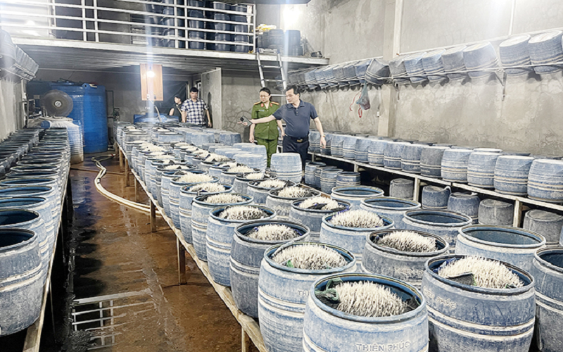 Lào Cai: Phát hiện 02 vụ việc nhập lậu thực phẩm và sản xuất giá đỗ sử dụng chất cấm