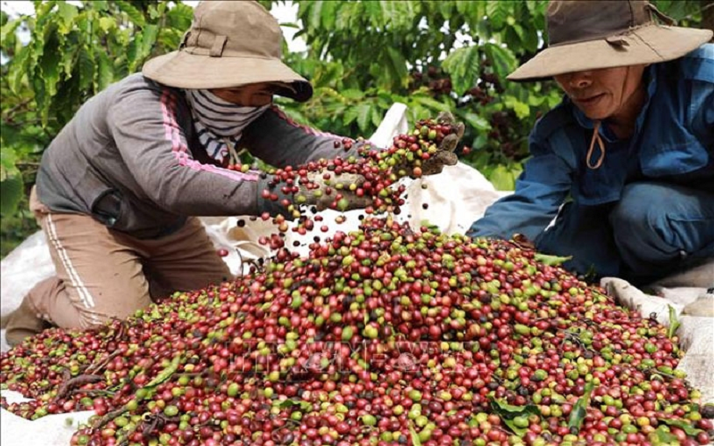 Bản tin nông sản hôm nay (2-6): Giá cà phê và hồ tiêu đi ngang, gạo giao dịch chậm