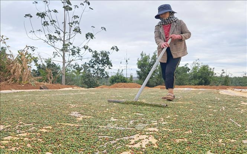 Bản tin nông sản hôm nay (5-6): Giá hồ tiêu ổn định, giá cà phê giảm