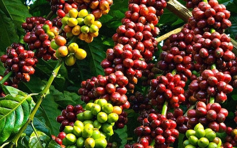 Bản tin nông sản hôm nay (7-6): Giá hồ tiêu, cà phê tăng