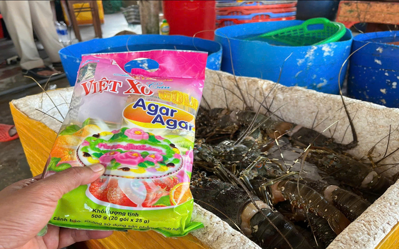 Phát hiện cơ sở bơm thạch rau câu vào tôm hùm chết để bán ra thị trường