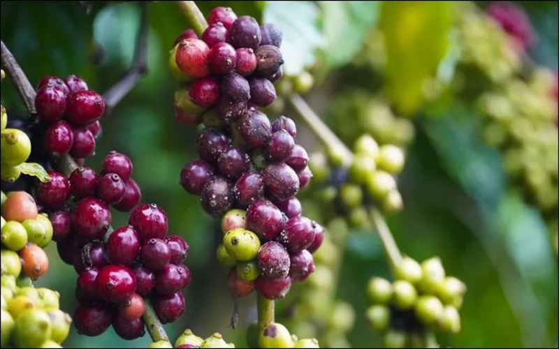 Bản tin nông sản hôm nay (17-6): Giá cà phê và hồ tiêu tiếp đà giảm