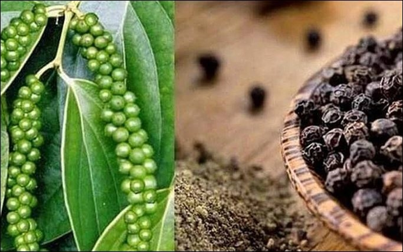Bản tin nông sản hôm nay (23-6): Cà phê mất mốc 100.000 đồng/kg, giá tiêu giảm mạnh