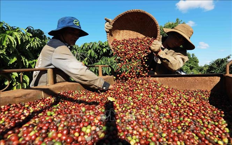 Bản tin nông sản hôm nay (5-7): Giá cà phê tăng trở lại