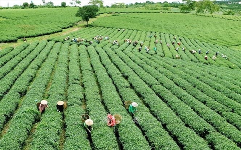 Hướng dẫn UBND xã, phường trong quản lý lĩnh vực nông nghiệp và môi trường