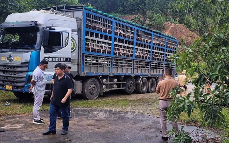 Ngăn chặn và tiêu hủy 14 tấn lợn bị dịch tả châu Phi