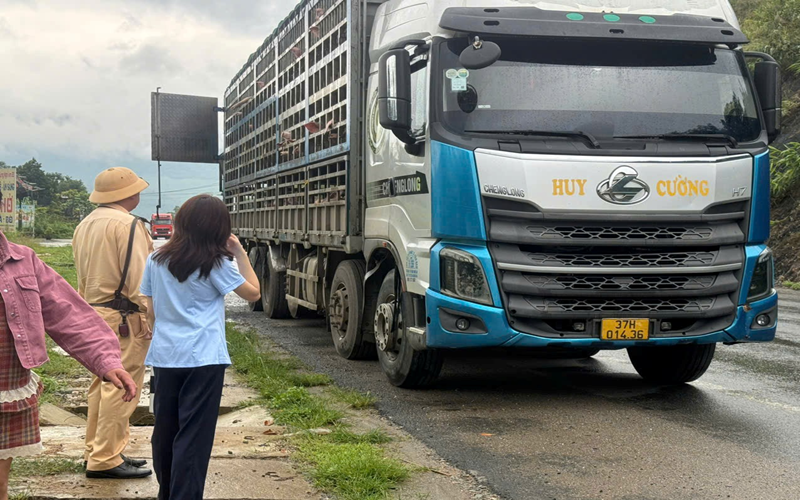 Phát hiện và tiêu hủy gần 200 con lợn nhiễm virus Dịch tả lợn Châu Phi vận chuyển trái phép qua Phú Thọ