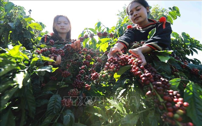 Bản tin nông sản hôm nay (15-7): Giá cà phê xuống dưới 90.000 đồng/kg