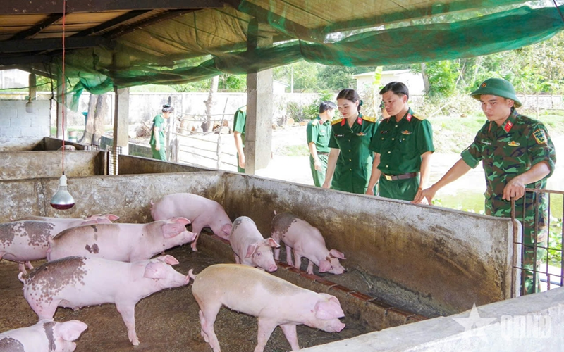 Triển khai các biện pháp cấp bách phòng, chống bệnh dịch tả lợn châu Phi trong các đơn vị Quân đội
