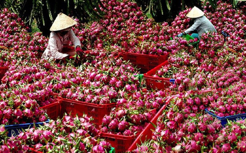 Thủ tướng chỉ đạo gỡ vướng cho thanh long, hồ tiêu xuất khẩu
