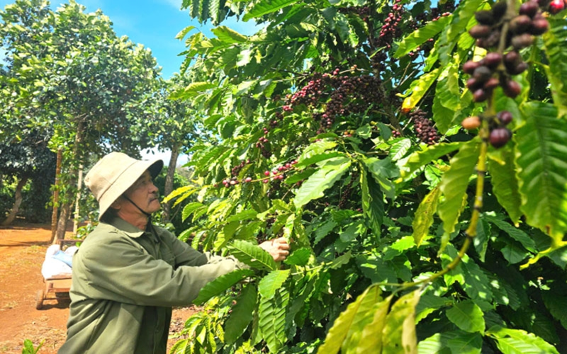 Giải pháp bền vững cho những thách thức của ngành cà phê