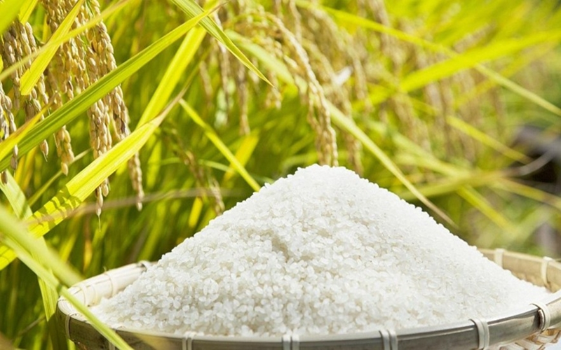 Bản tin nông sản hôm nay (4-8): Giá cà phê và hồ tiêu neo ở mức cao, lúa gạo ổn định