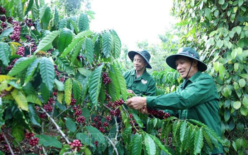 Bản tin nông sản hôm nay (5-8): Giá cà phê giảm nhẹ
