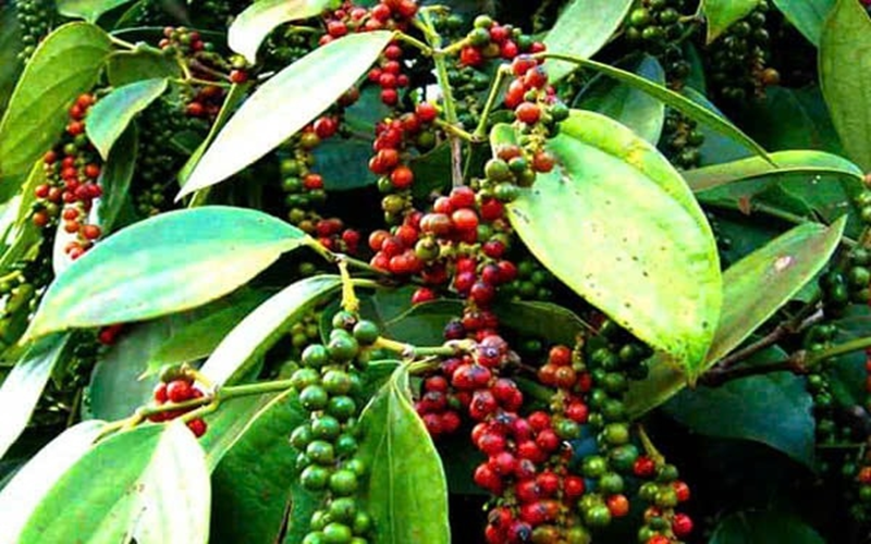 Bản tin nông sản hôm nay (6-8): Giá cà phê tăng mạnh, vượt mức 100.000 đồng/kg