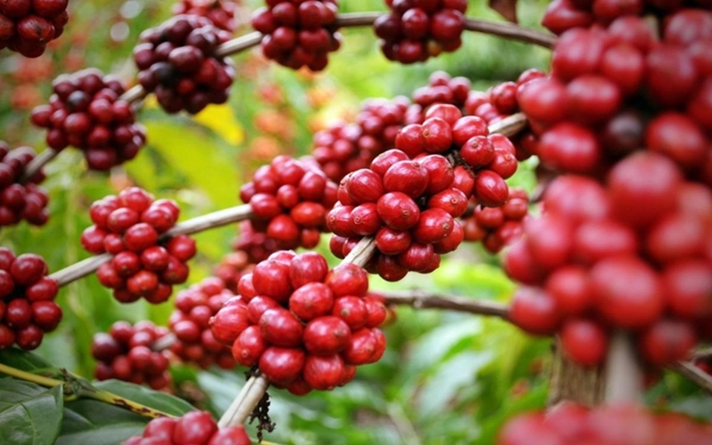 Bản tin nông sản hôm nay (7-8): Giá cà phê tiếp tục tăng, vượt 100.000 đồng/kg