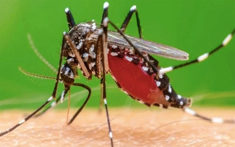 Bộ Y tế nói gì về nguy cơ dịch bệnh chikungunya?