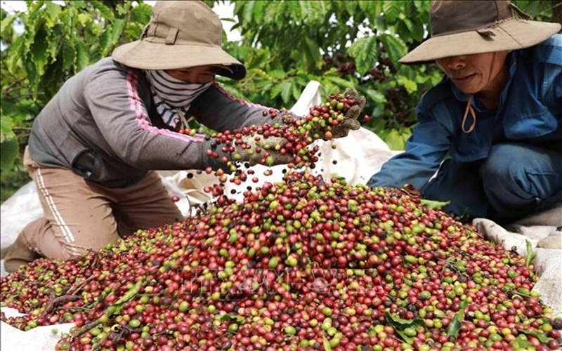 Bản tin nông sản hôm nay (16-8): Giá cà phê trong nước tiếp đà tăng