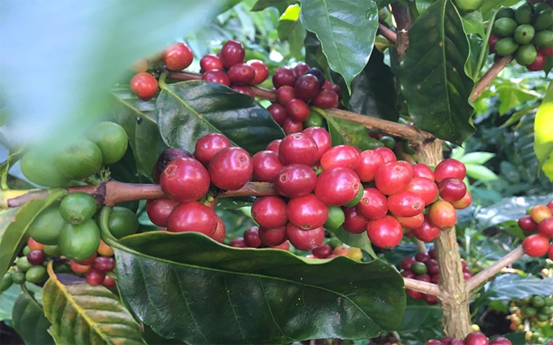 Bản tin nông sản hôm nay (18-8): Giá cà phê tăng kỷ lục