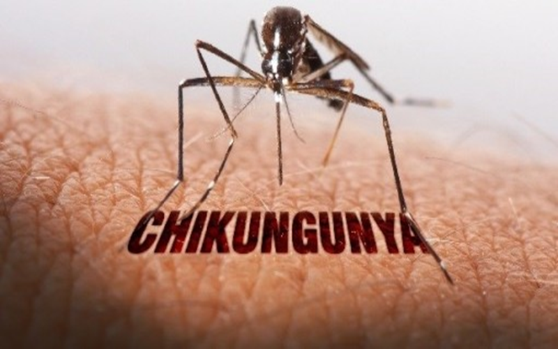 Diệt muỗi - phương pháp hiệu quả để phòng bệnh Chikungunya