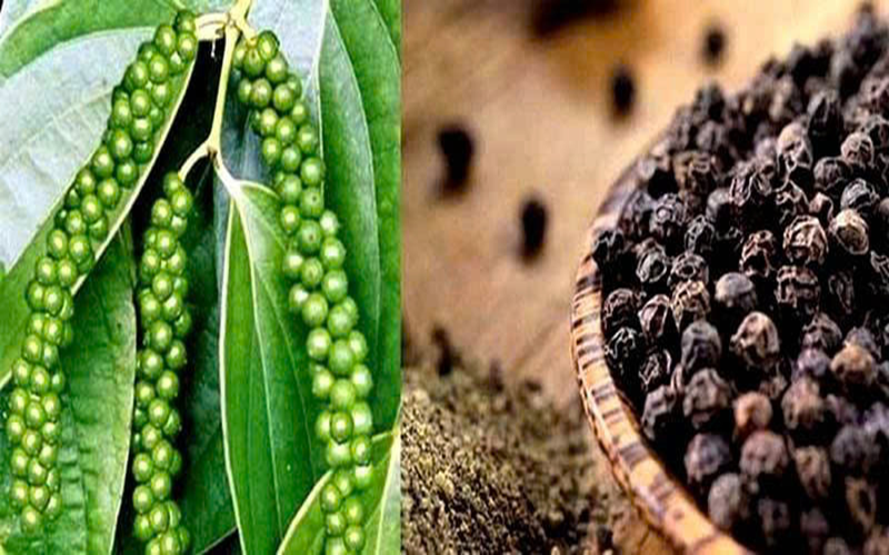 Hồ tiêu Tiên Phước: Viên ngọc đen thơm lừng của miền Trung