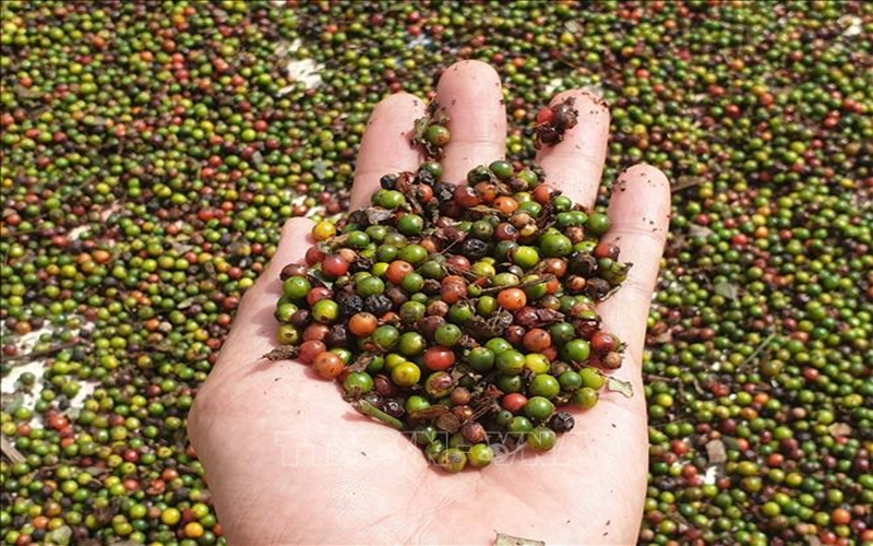 Bản tin nông sản hôm nay (18-9): Giá hồ tiêu và cà phê đồng loạt giảm nhẹ​