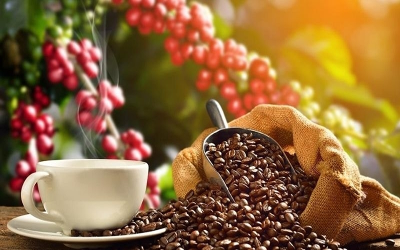 Bản tin nông sản hôm nay (23-9): Giá cà phê bật tăng sau đợt giảm mạnh