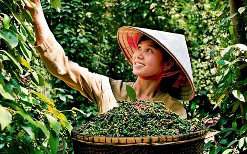 Bản tin nông sản hôm nay (27-9): Giá cà phê giảm mạnh
