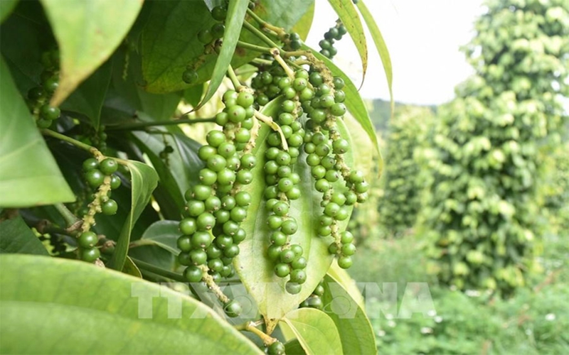 Bản tin nông sản hôm nay (7-10): Giá hồ tiêu trong nước tăng nhẹ
