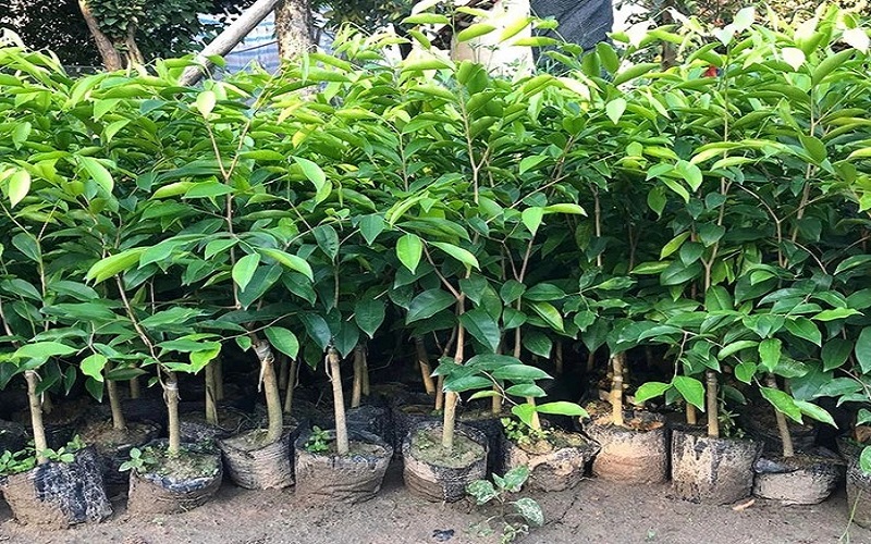 Lạng Sơn tăng cường quản lý, tuyên truyền việc trồng các loại cây nhập lậu, không rõ nguồn gốc