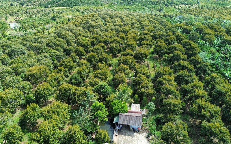 Lâm Đồng xây dựng vùng sầu riêng đạt chuẩn xuất khẩu chính ngạch