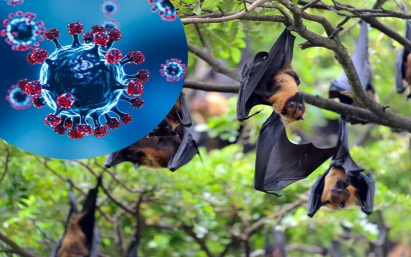 Hà Nội: Sẵn sàng ứng phó dịch bệnh do virus Nipah xâm nhập