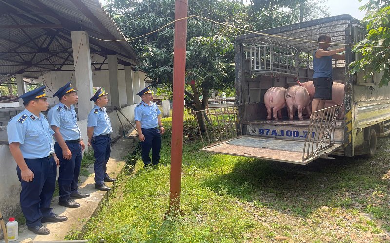 Cao Bằng: Phát hiện xe ô tô vận chuyển 950 kg lợn hơi không có giấy chứng nhận kiểm dịch