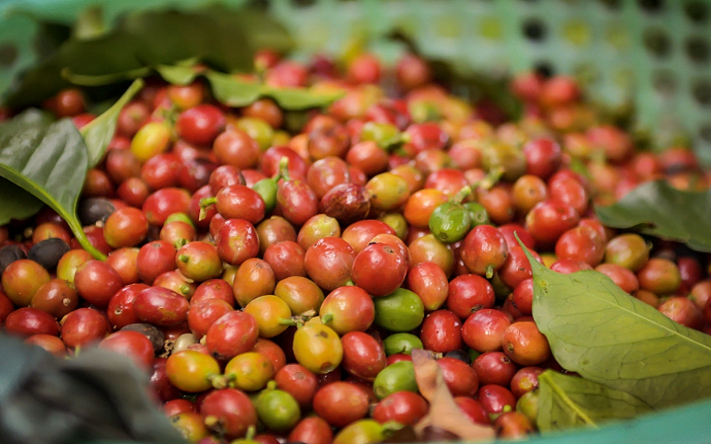 Bản tin nông sản hôm nay (20-4): Giá cà phê giảm, hồ tiêu phục hồi nhẹ, lúa gạo đi ngang