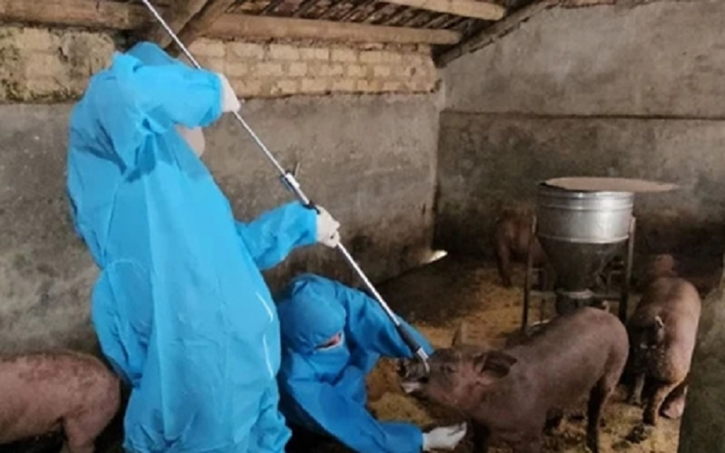 Ngăn chặn nguy cơ dịch lở mồm long móng xâm nhập vào Việt Nam