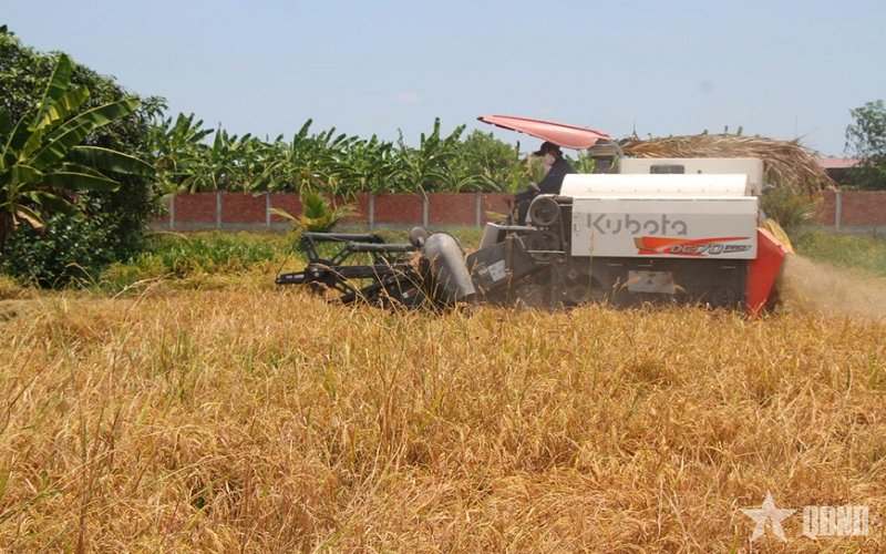 Liên kết lúa gạo Cà Mau: Doanh nghiệp-nông dân chưa gặp nhau ở lợi ích