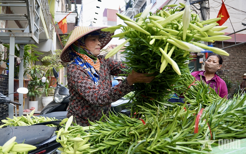 Mùa loa kèn khởi sắc trên đất Thủ đô