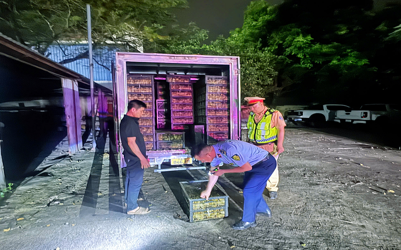 Quảng Ninh: Quản lý thị trường bắt giữ gần 8 nghìn con gia cầm giống không rõ nguồn gốc, xuất xứ