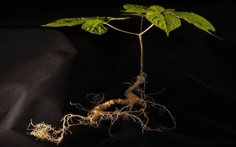 Vì sao sâm Lai Châu được coi là dược liệu quý?