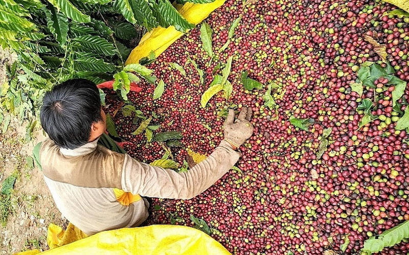 Bản tin nông sản hôm nay (4-5): Giá cà phê giảm mạnh, hồ tiêu tăng