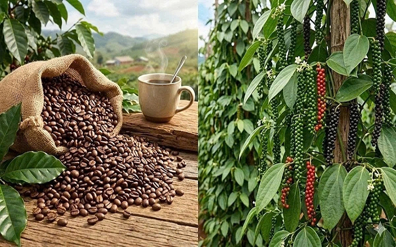 Bản tin nông sản hôm nay (11-5): Giá cà phê và hồ tiêu cùng tăng