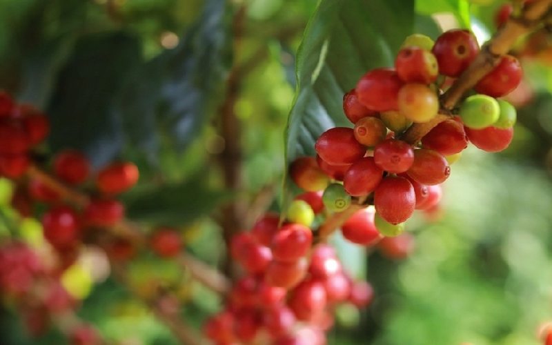Bản tin nông sản hôm nay (13-5): Giá cà phê tăng mạnh