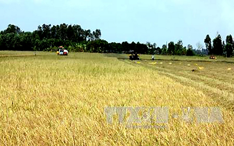 Hà Nội: Dự kiến giảm hơn 700ha đất trồng lúa