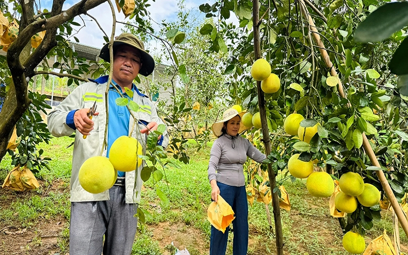Công bố Nghị định thư xuất khẩu bưởi, chanh sang Trung Quốc