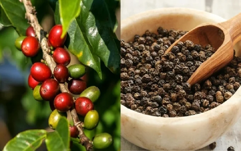 Bản tin nông sản hôm nay (18-5): Giá cà phê, hồ tiêu đồng loạt tăng