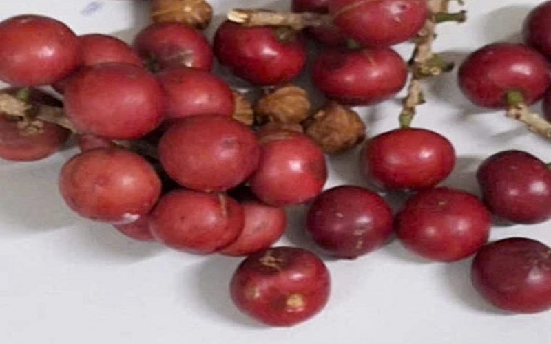 Khẩn trương điều tra vụ nghi ngộ độc thực phẩm do ăn quả lạ tại Lai Châu