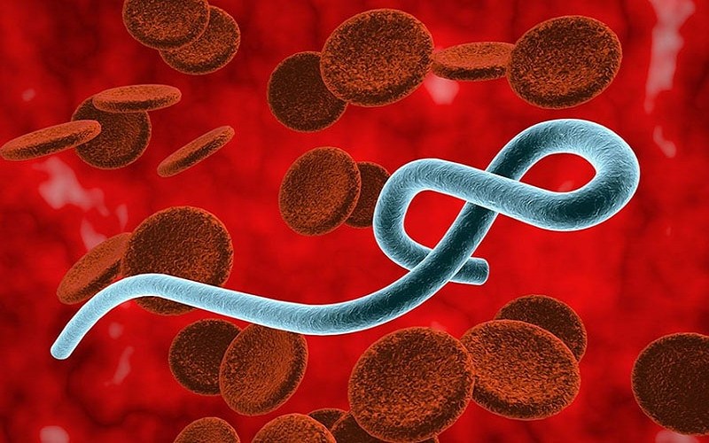 Bộ Y tế tăng cường giám sát trước nguy cơ dịch Ebola