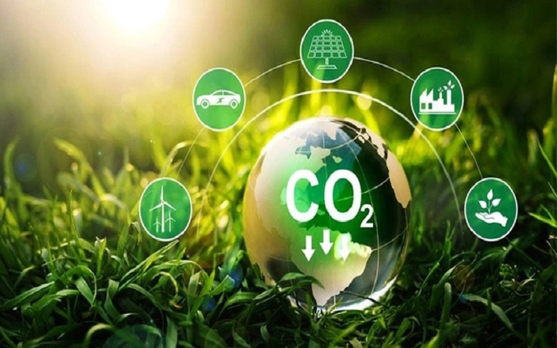 Chính phủ quy định về hoạt động cung ứng, dịch vụ hấp thụ, lưu giữ carbon rừng