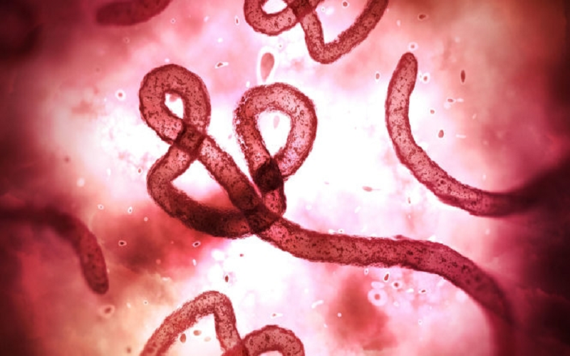 Hà Nội tăng cường giám sát, phòng, chống nguy cơ dịch do virus Ebola xâm nhập