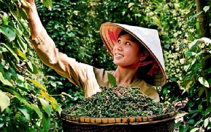 Bản tin nông sản hôm nay (28-5): Giá cà phê trong nước bật tăng