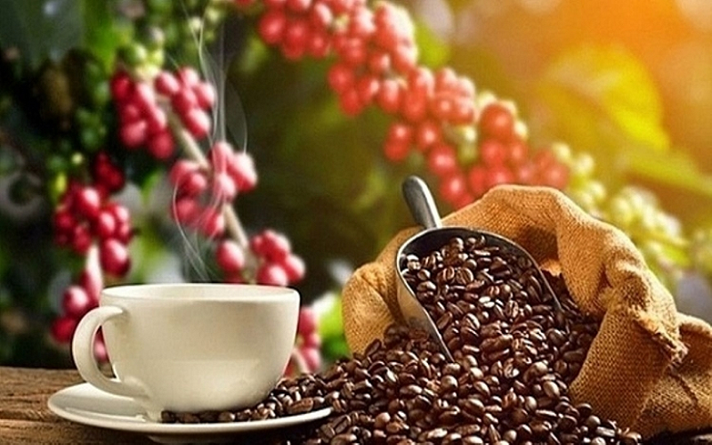 Bản tin nông sản hôm nay (1-6): Giá cà phê trong nước chấm dứt chuỗi tăng